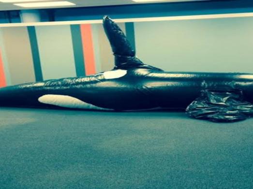 Lifesized Build of a Killer Whale (Orca) by students